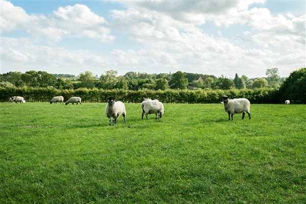 HAYLOFT VIEW OVER THE FIELDS